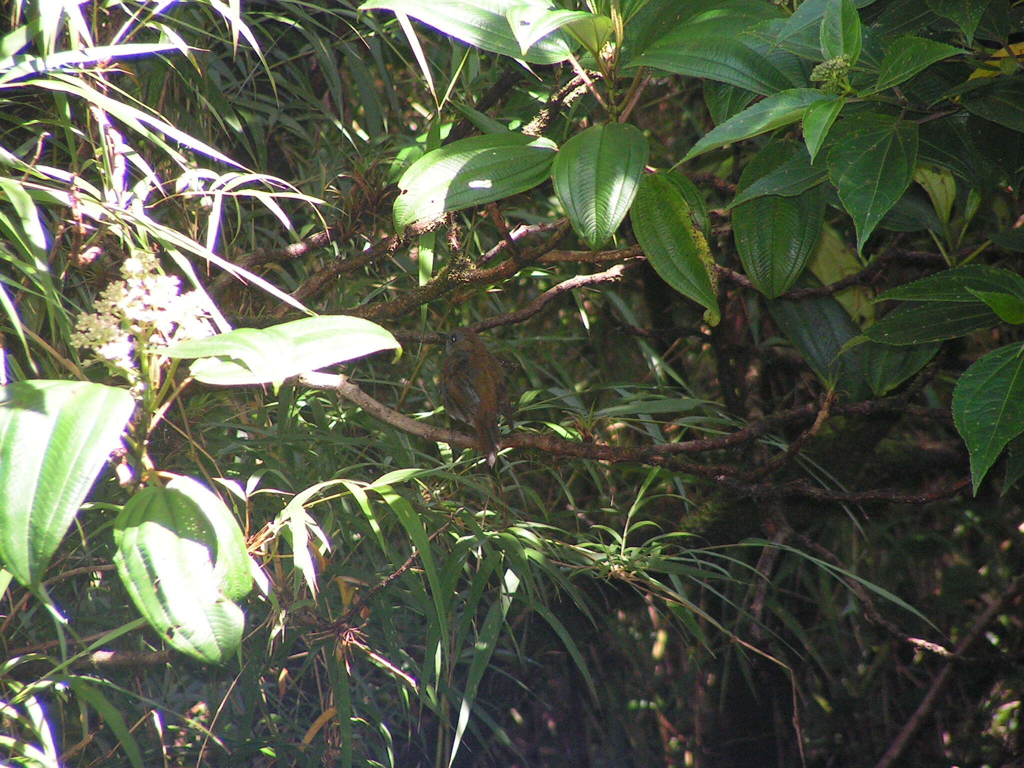 Image of Black-billed Nightingale-Thrush