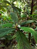 Image of Duroia costaricensis Standl.