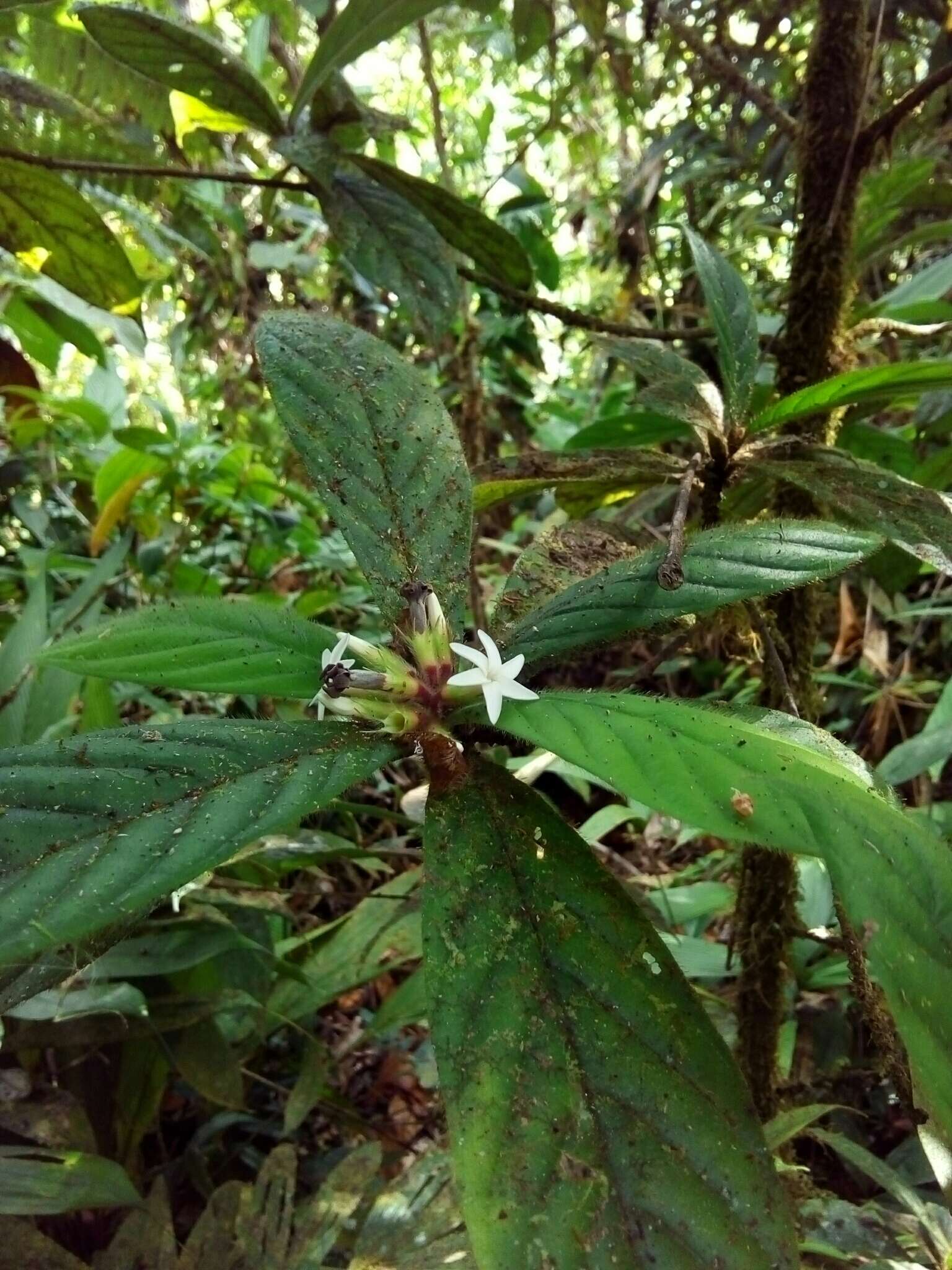 Image of Duroia costaricensis Standl.