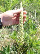 Plancia ëd Lupinus polyphyllus subsp. polyphyllus