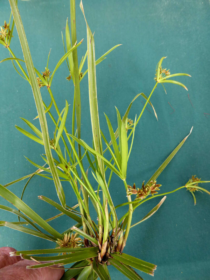 Sivun Cyperus alternifolius L. kuva