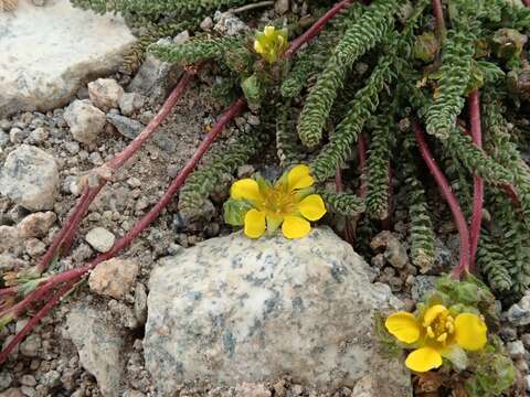 Image of clubmoss mousetail