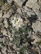 Image of <i>Oxytropis sericea</i> var. <i>speciosa</i> S. L. Welsh