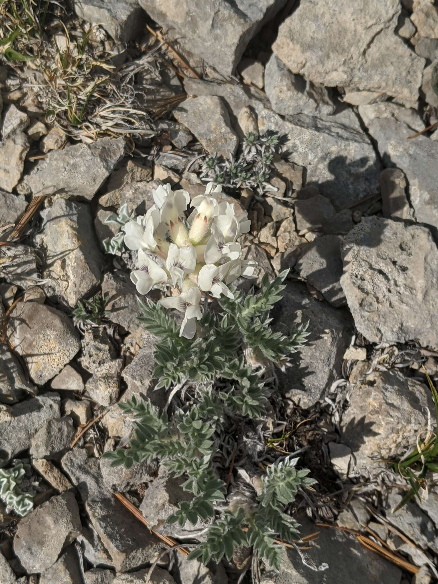 Image of <i>Oxytropis sericea</i> var. <i>speciosa</i> S. L. Welsh