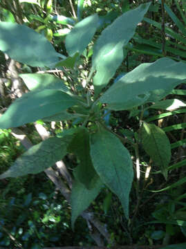 Image of earleaf nightshade