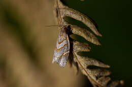 Image of Ecclitica torogramma