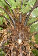 Image of Tree Fern Gully