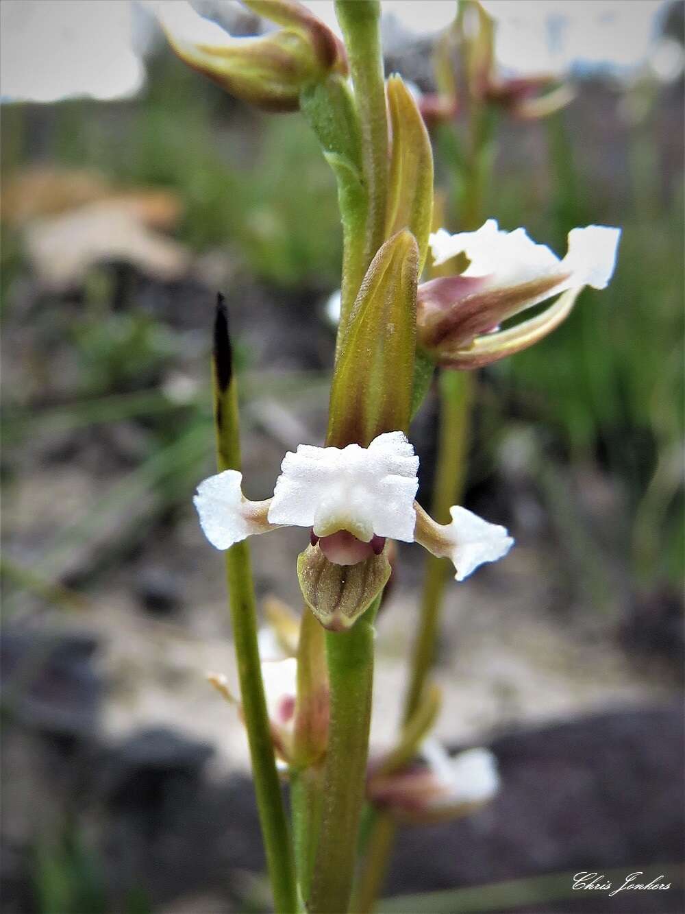 Imagem de Prasophyllum brevilabre (Lindl.) Hook. fil.