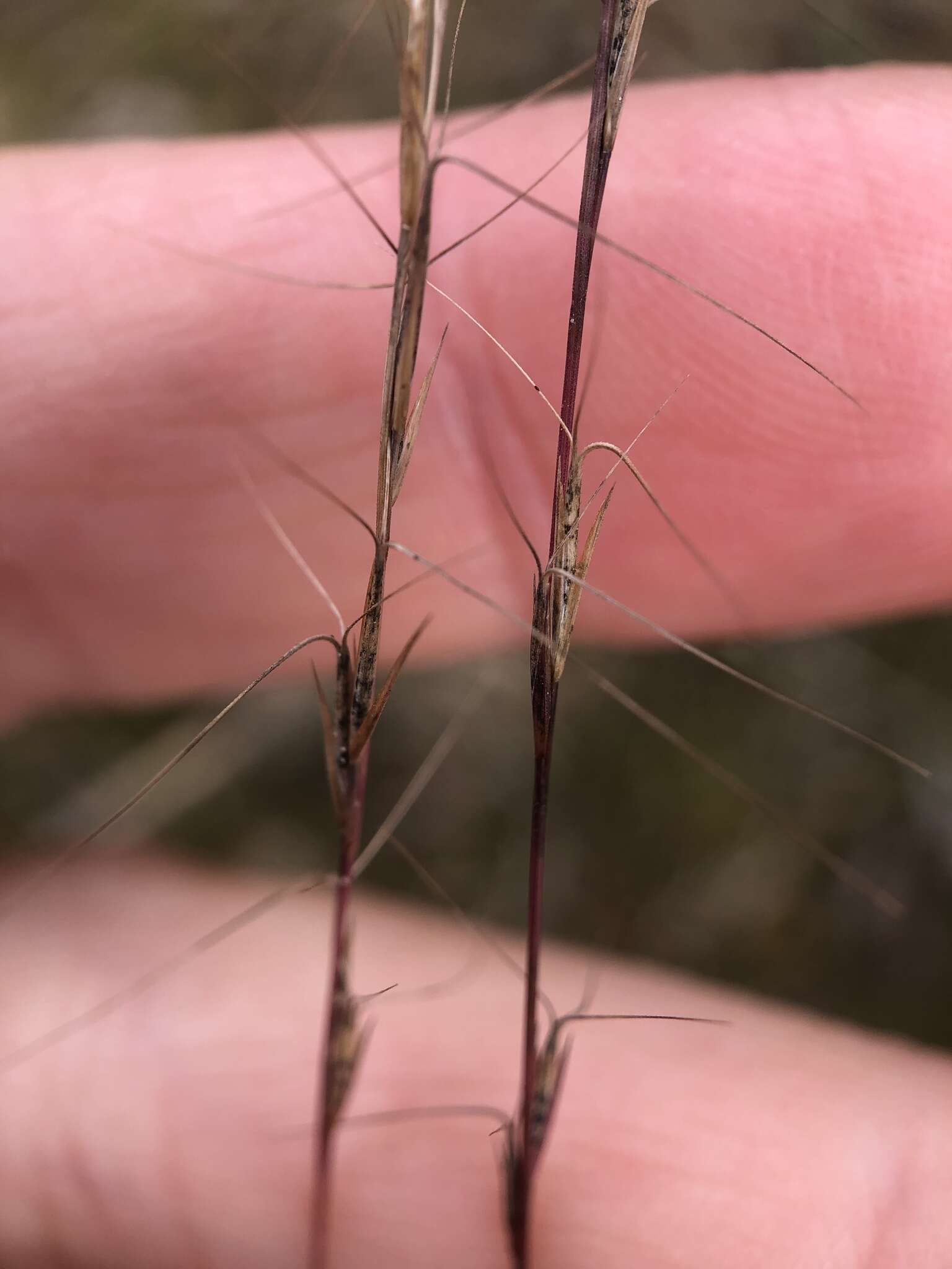 Imagem de Aristida longespica Poir.