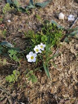 Imagem de Oxalis pusilla Jacq.