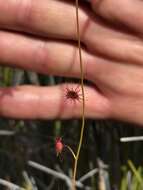 Image de Drosera microphylla Endl.