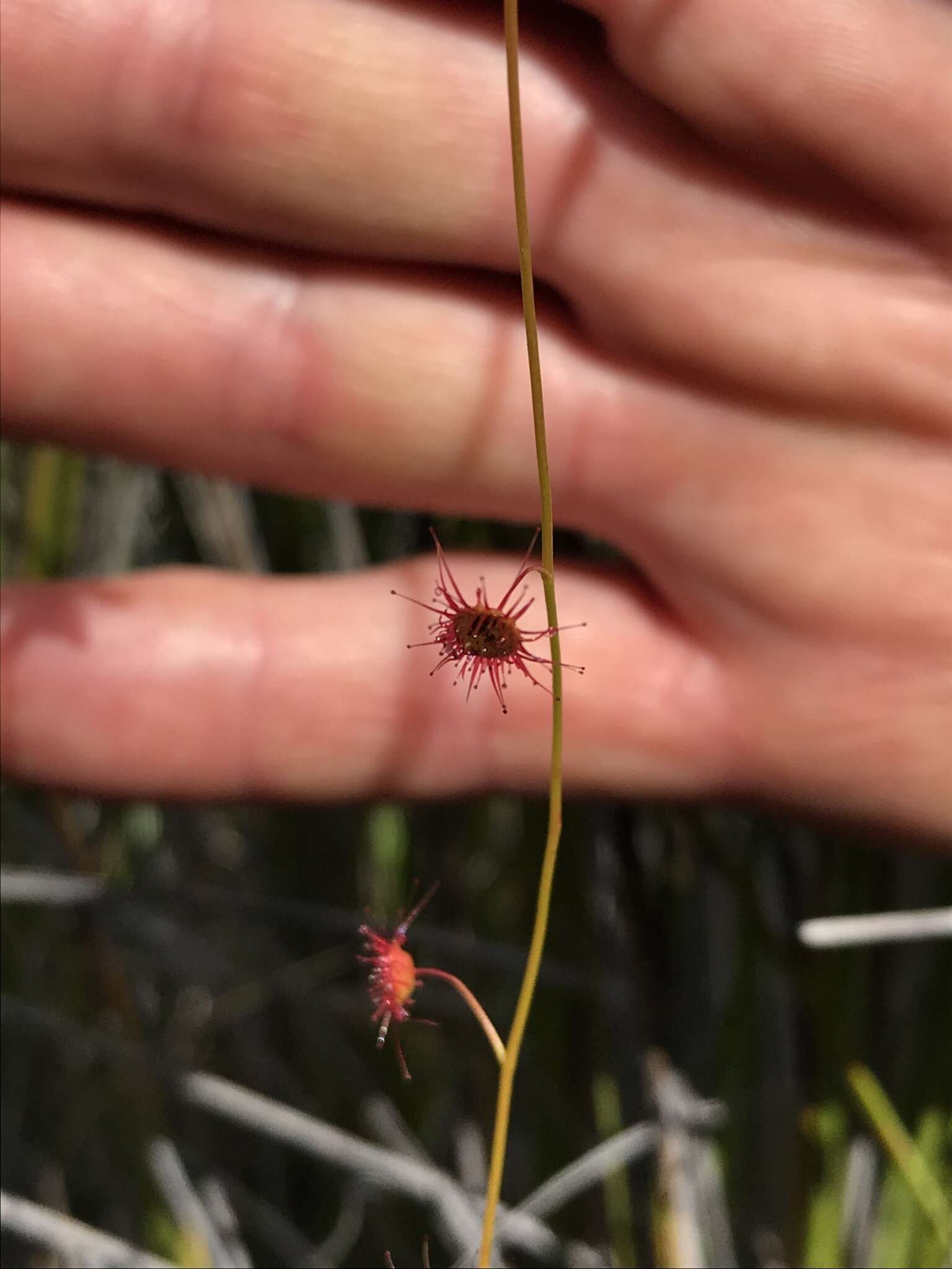 Image of Drosera microphylla Endl.