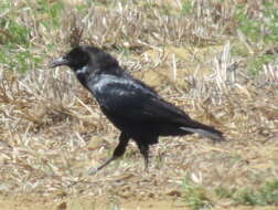 Image of Corvus capensis capensis Lichtenstein & Mhk 1823