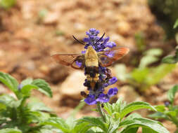 Imagem de Hemaris affinis (Bremer 1861)