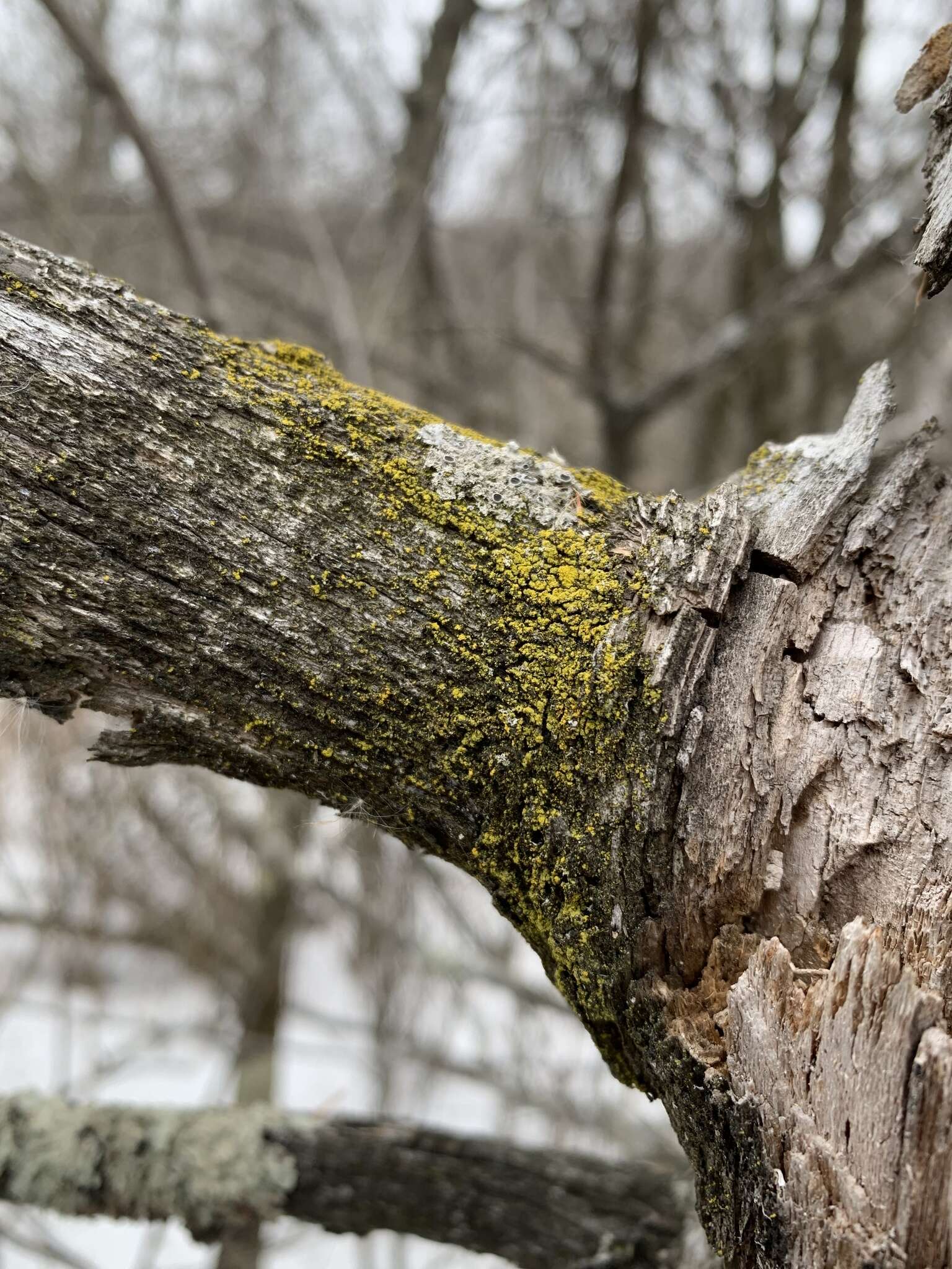 Image of eggyolk lichen