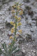 Image of Matthiola fragrans (Fisch.) Bunge