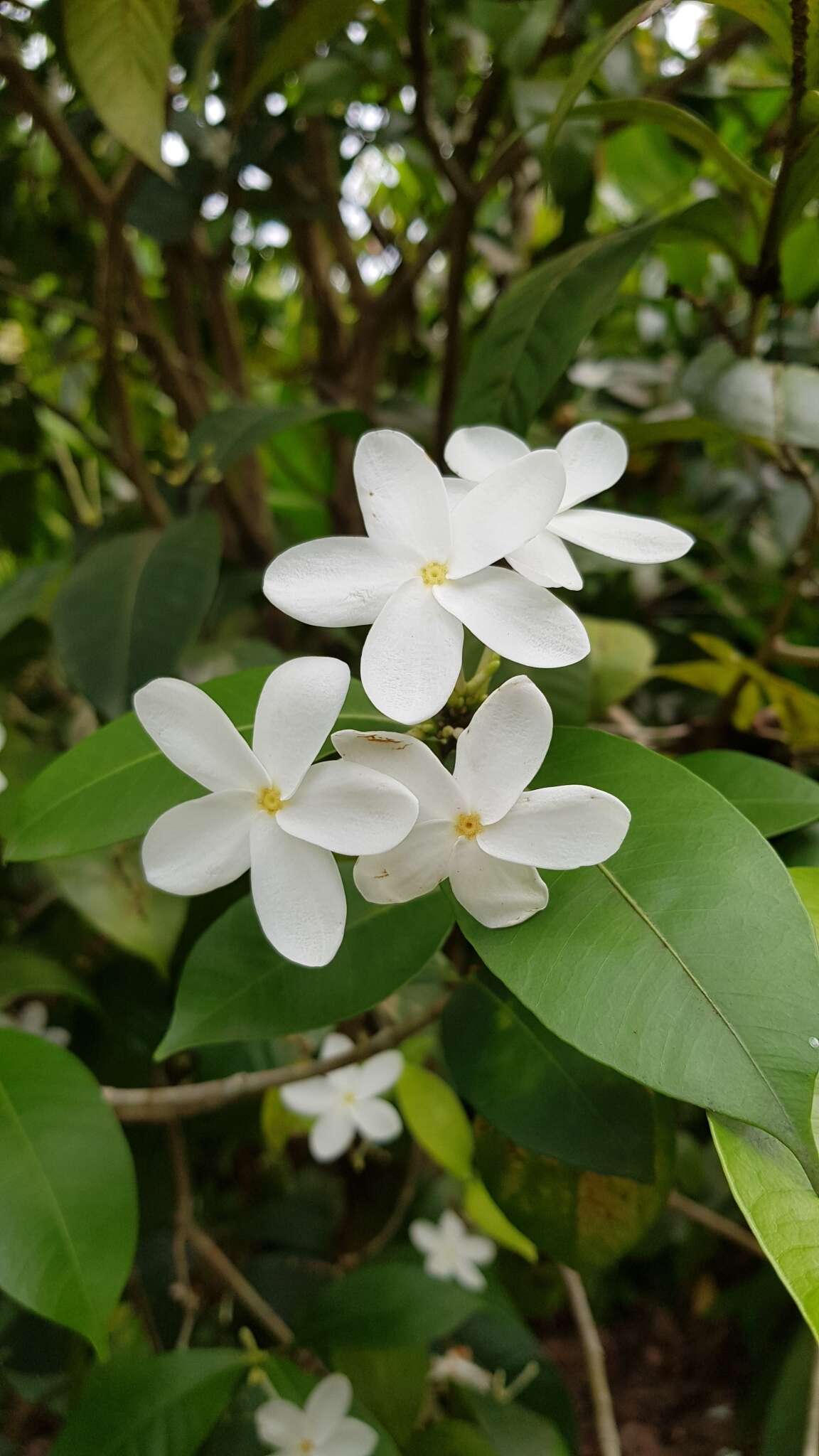 Image of Kopsia pauciflora Hook. fil.