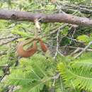 Image of Vachellia pennatula var. pennatula