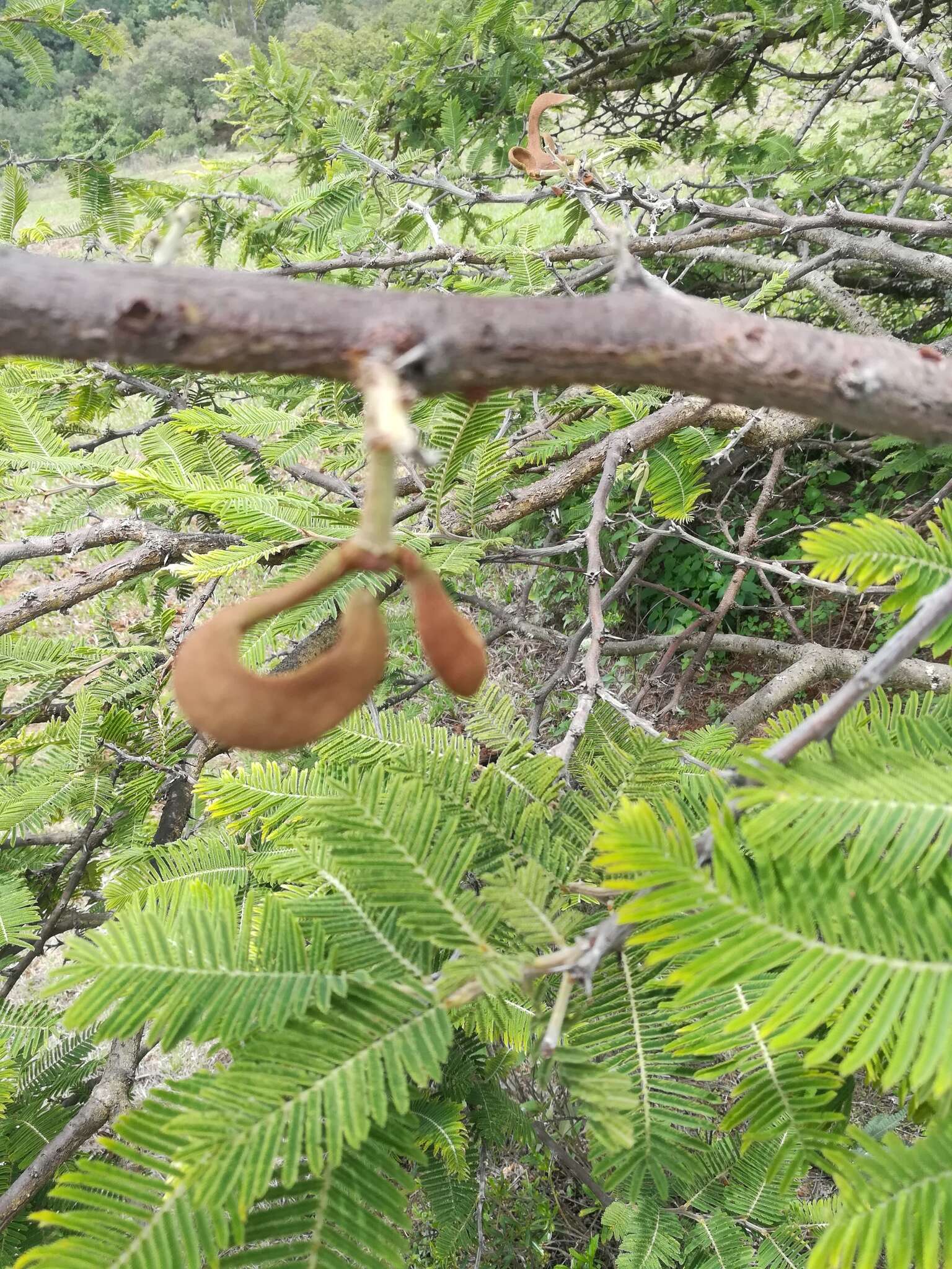 Image of Vachellia pennatula var. pennatula