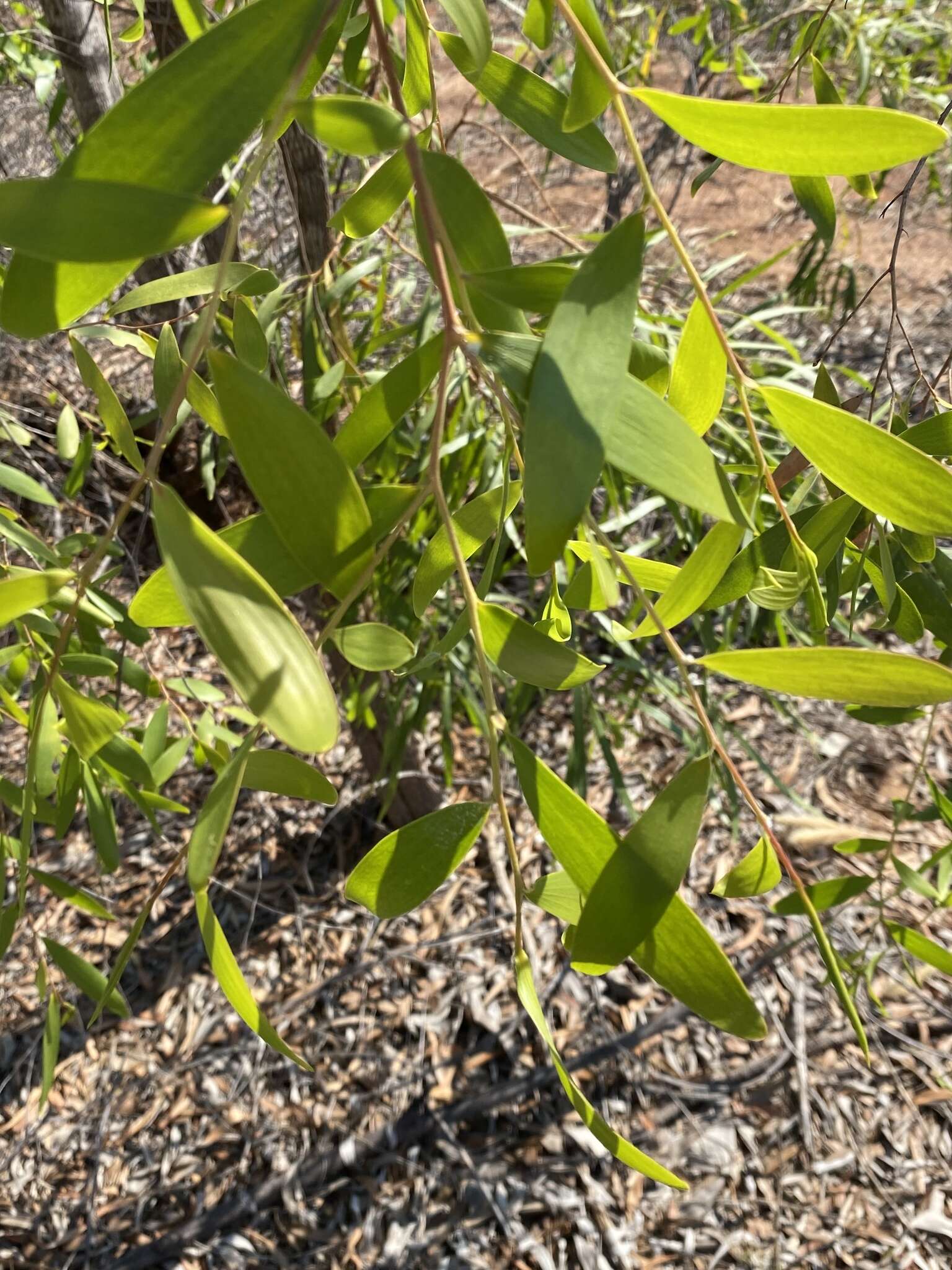 Image de Asteromyrtus symphyocarpa (F. Müll.) L. A. Craven