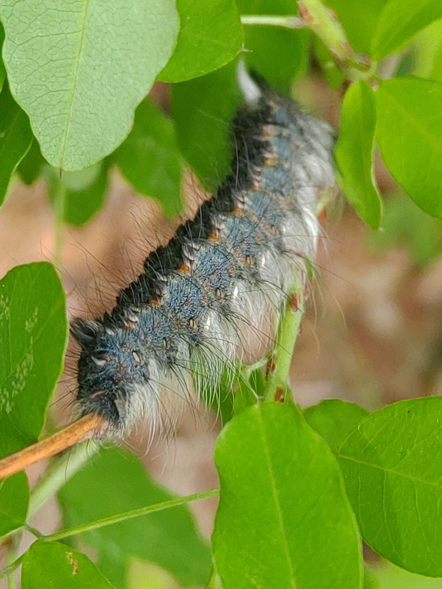 Слика од Euthrix laeta Walker 1855