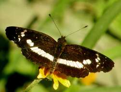 Image of Castilia griseobasalis Röber 1914