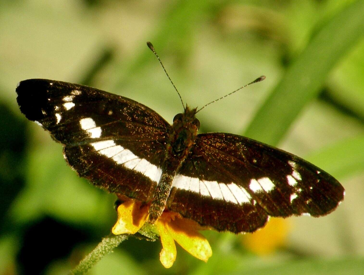 Imagem de Castilia griseobasalis Röber 1914