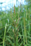 Image of frost grass