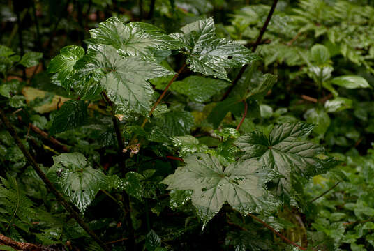 Image of Begonia oxyloba Welw. ex Hook. fil.