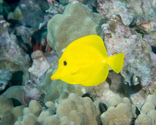 Image of Lemon Sailfin