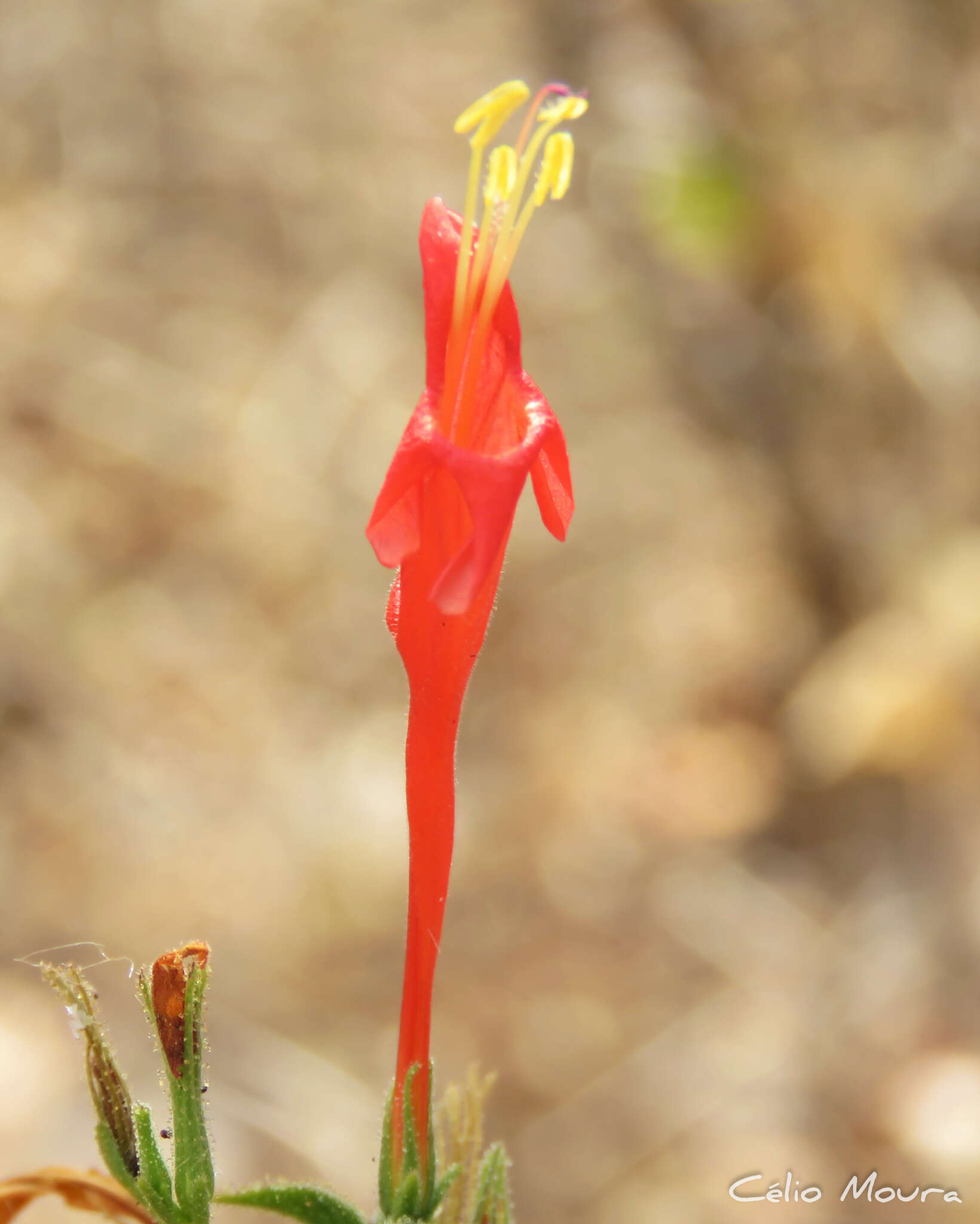 Image of Ruellia asperula (Mart. ex Ness) Lindau