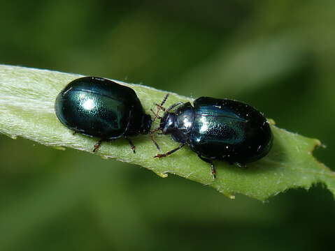 Image of willow leaf beetle