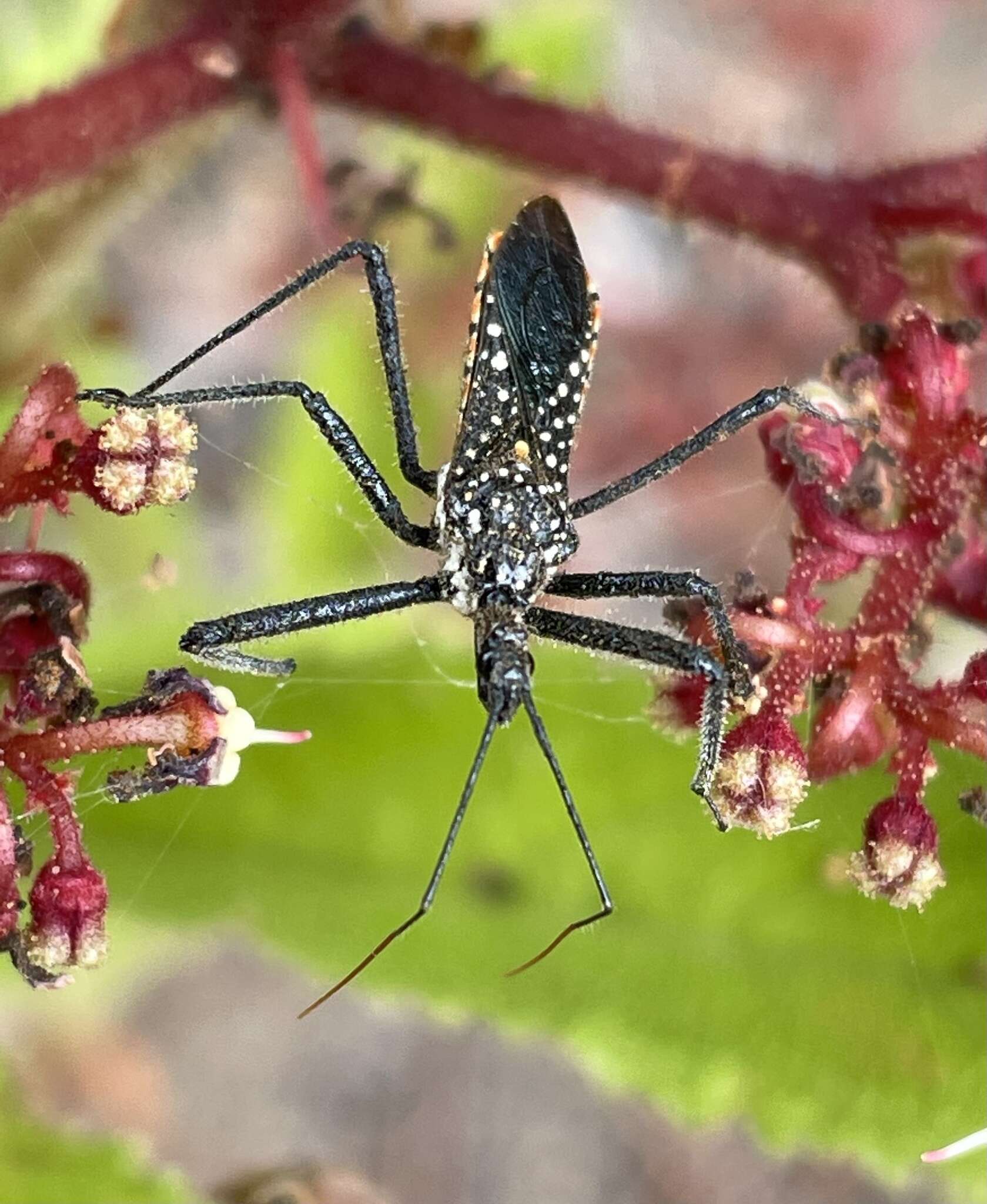 Plancia ëd Rhynocoris albopunctatus (Stål 1855)