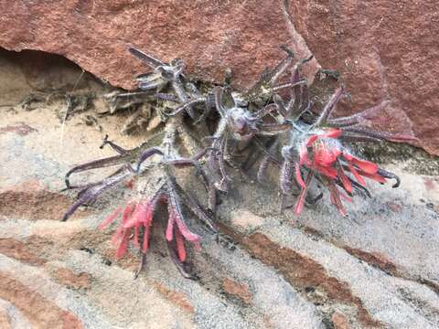 Image de Castilleja scabrida Eastw.