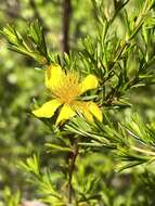 Image of Apalachicola St. John's-Wort