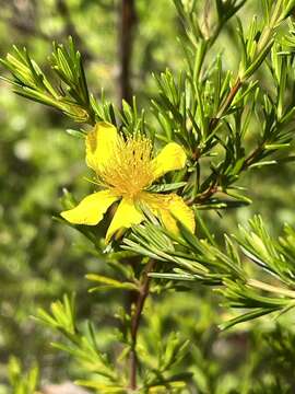 Image of Apalachicola St. John's-Wort