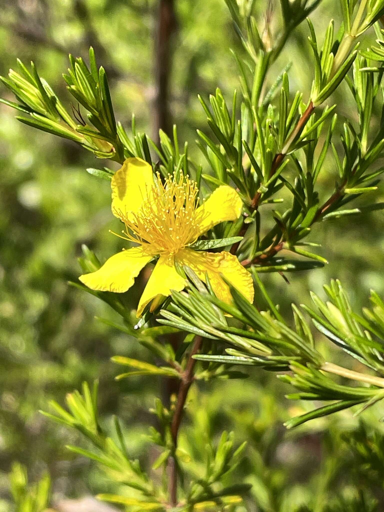 Image of Apalachicola St. John's-Wort