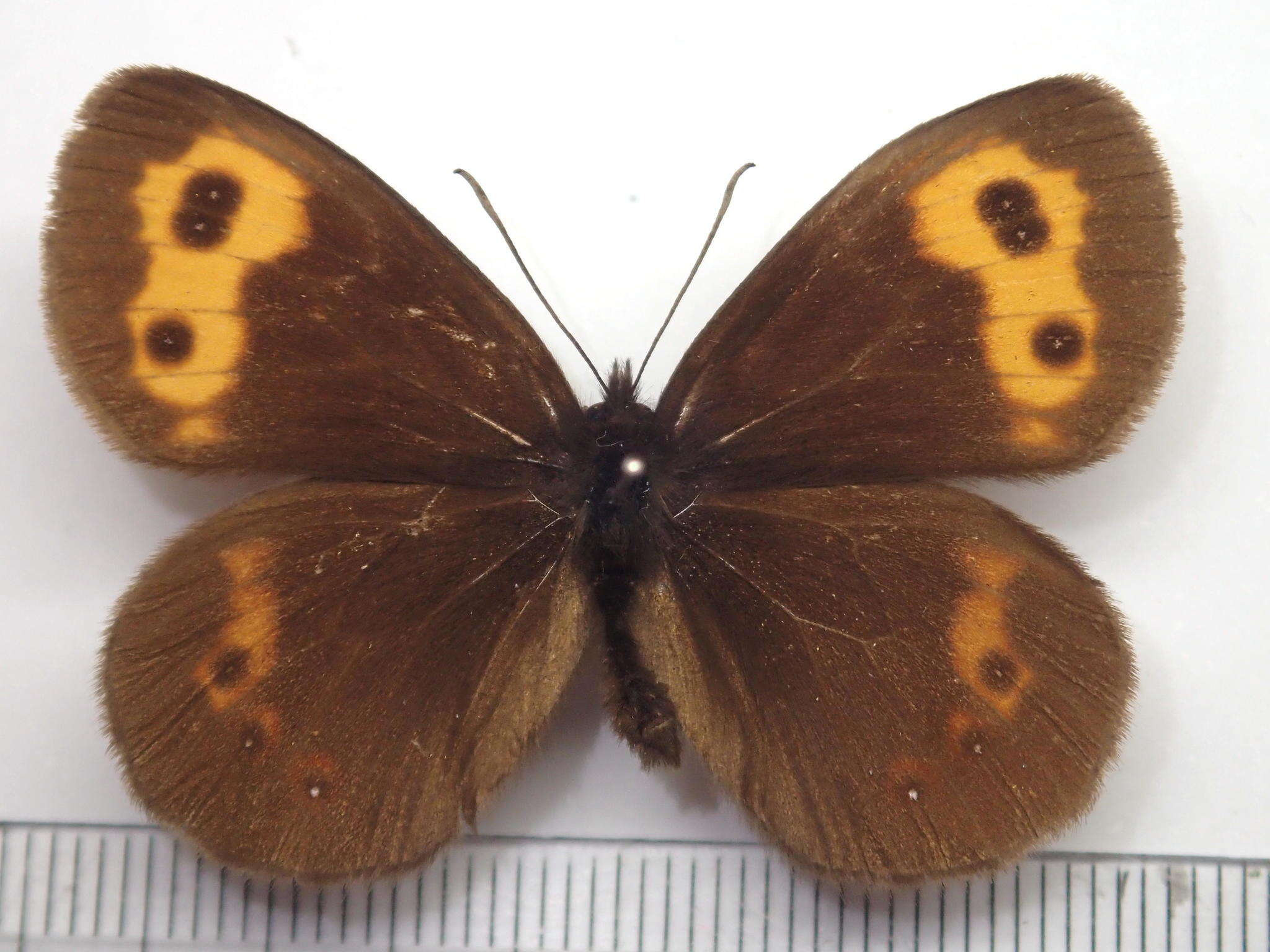 Image of Erebia niphonica Janson 1877