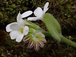 Imagem de Myosotis lytteltonensis (Laing & A. Wall) de Lange