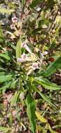 Image of Strobilanthes glaucescens Wall. ex Nees