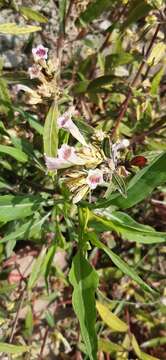 Image of Strobilanthes glaucescens Wall. ex Nees