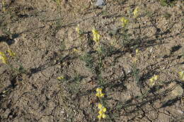 Image of Linaria odora (Bieb.) Fischer