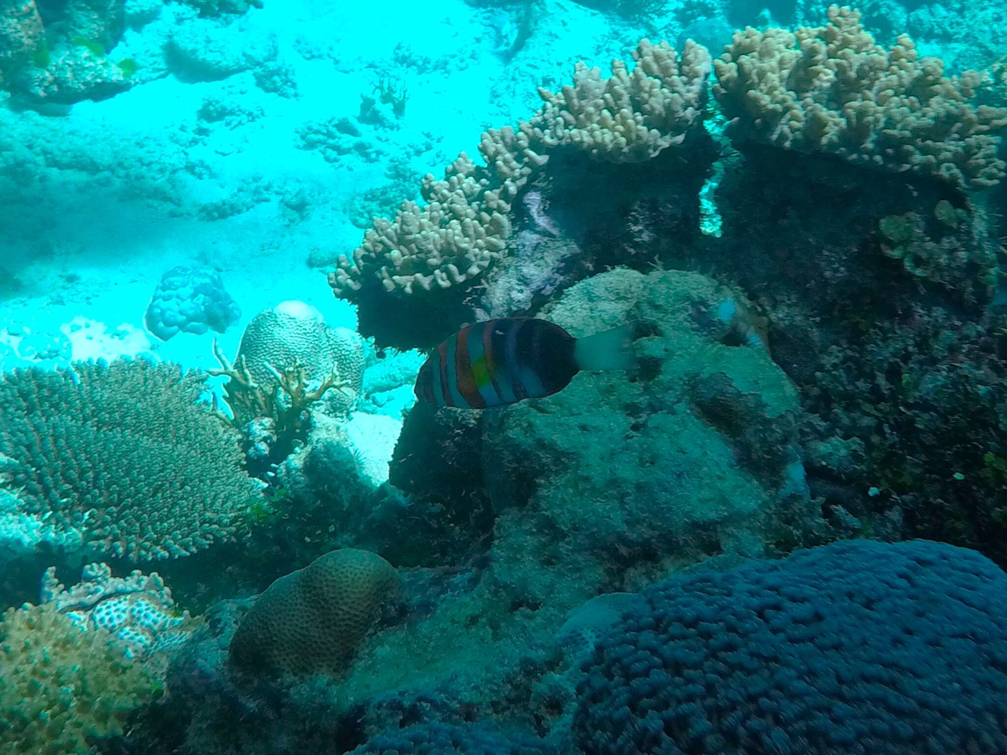 Image of Harlequin Tuskfish