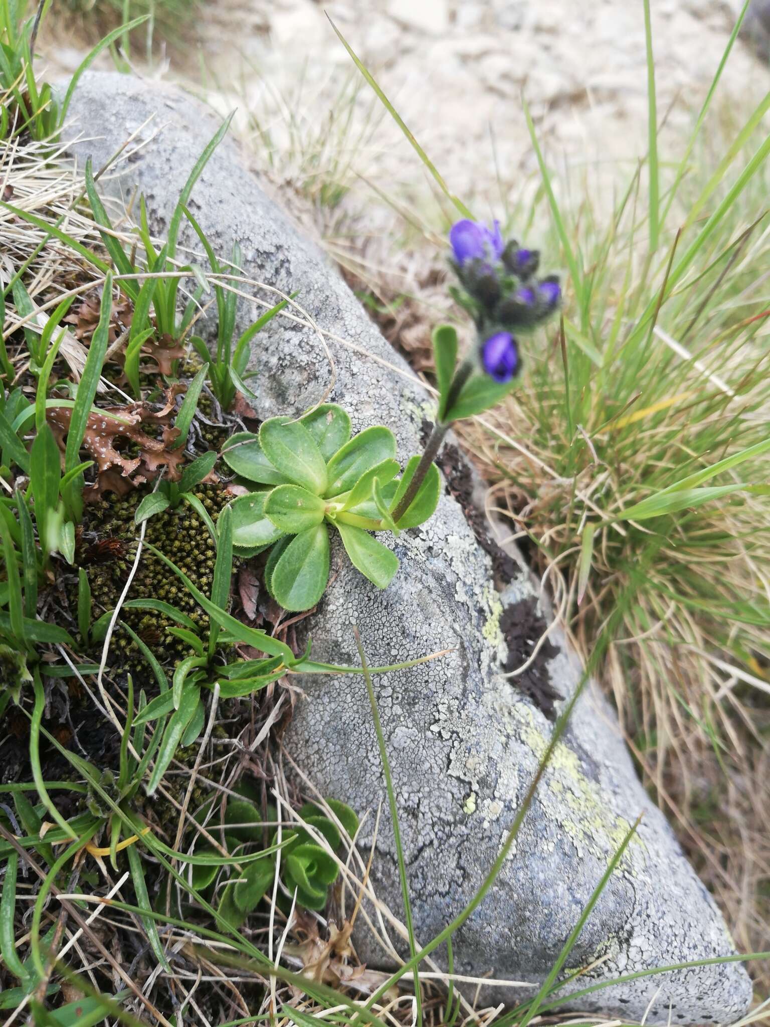 Image of Gänseblümchen-Ehrenpreis