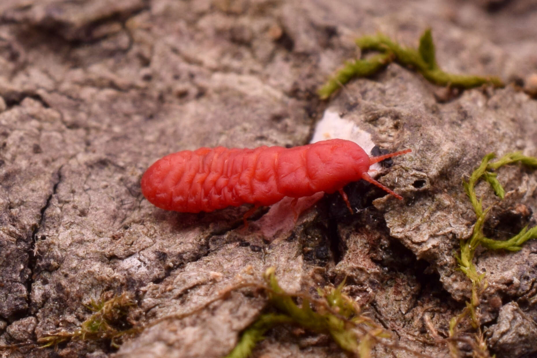 Image of Neosteingelia texana Morrison 1927