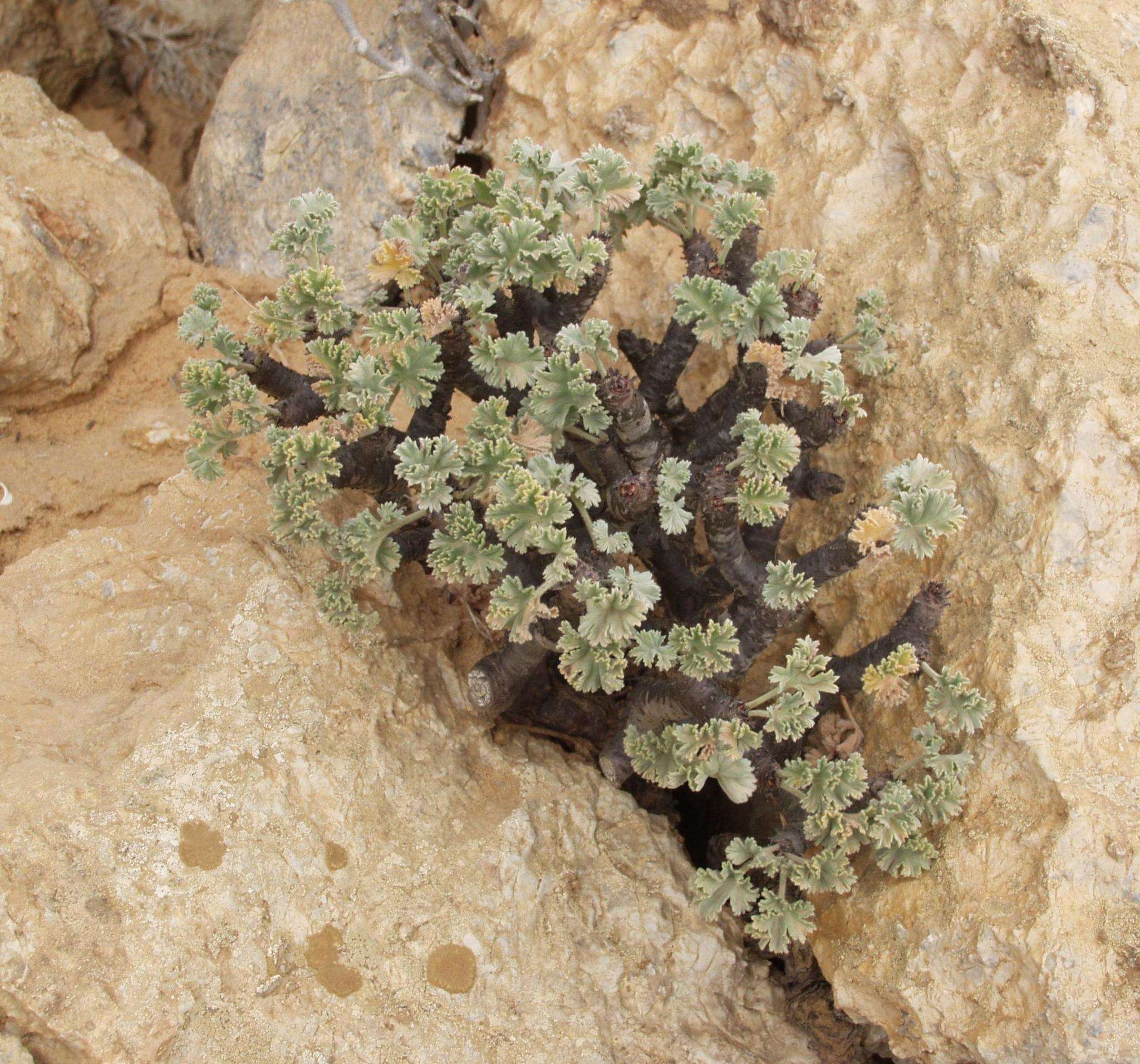 Image of Pelargonium crassicaule L'Her.