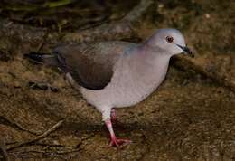 Image of Gray Fronted Dove