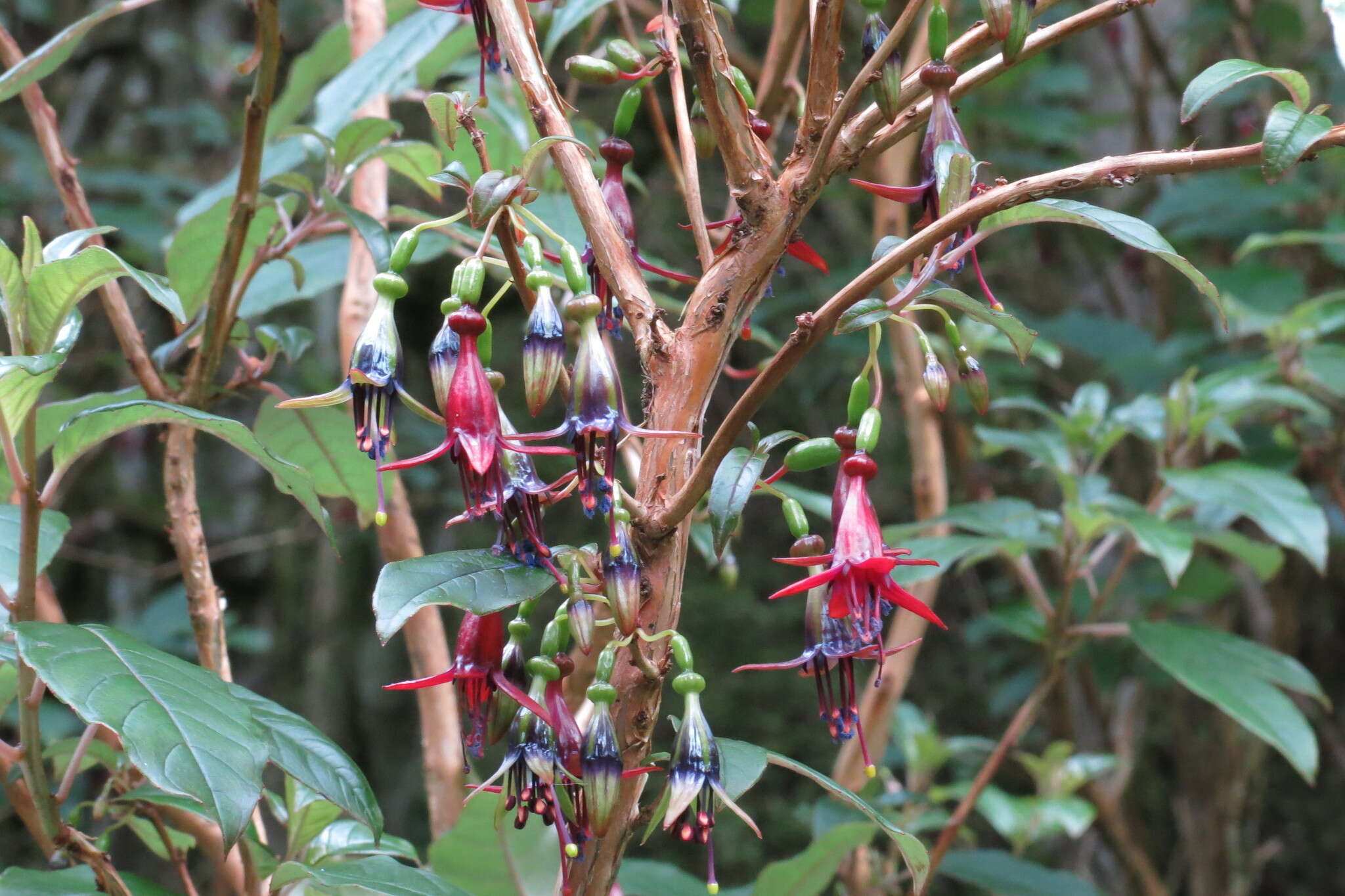 Image of New Zealand fuchsia