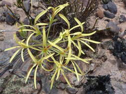 Image of Pelargonium longiflorum Jacq.