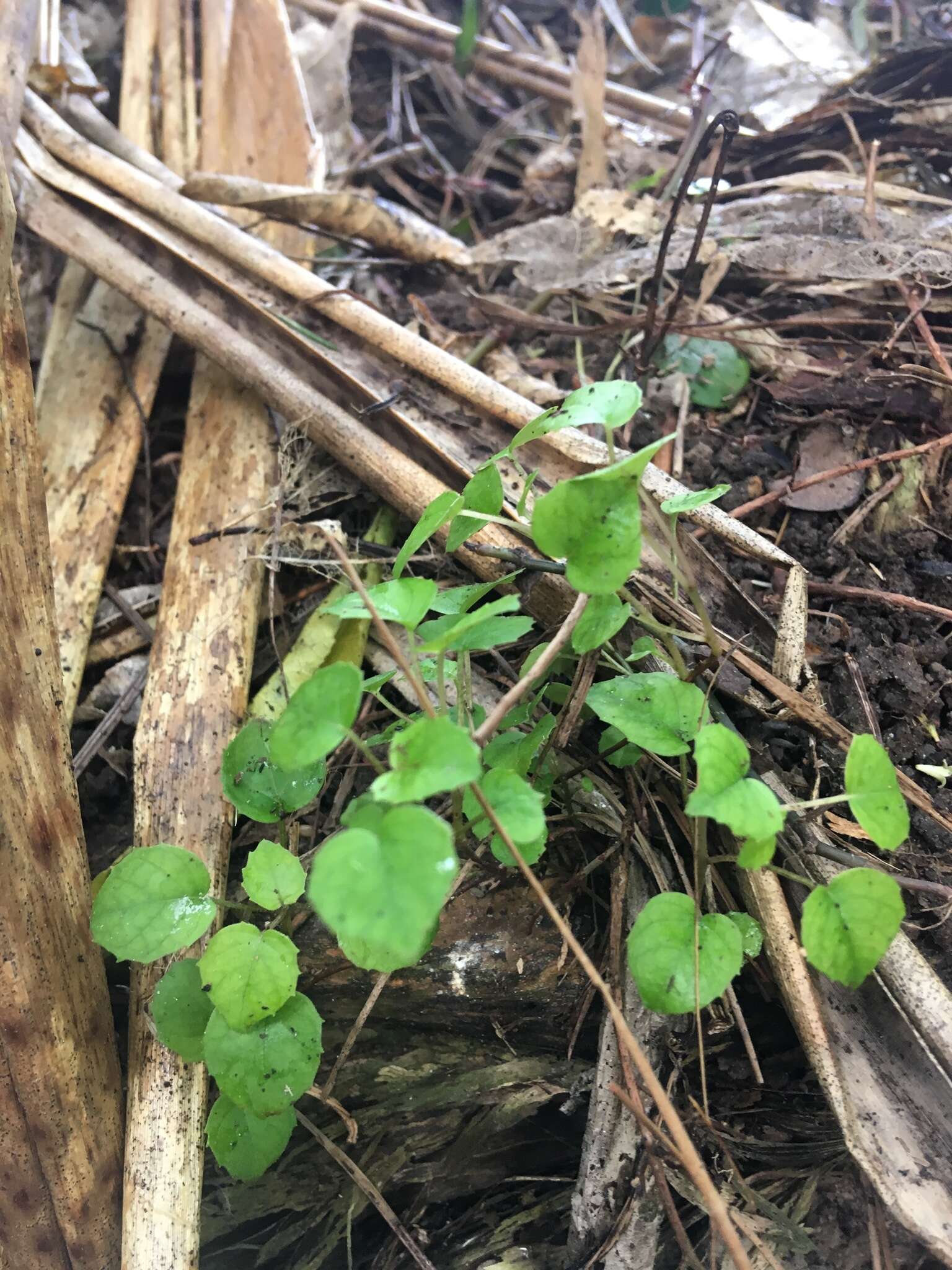 Image of creeping fuchsia